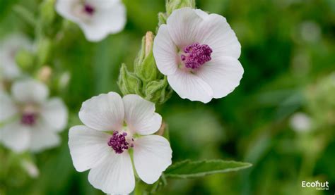 rolex althaeae conc naturheilmittel|Althaea Officinalis benefits, dosage, and side effects .